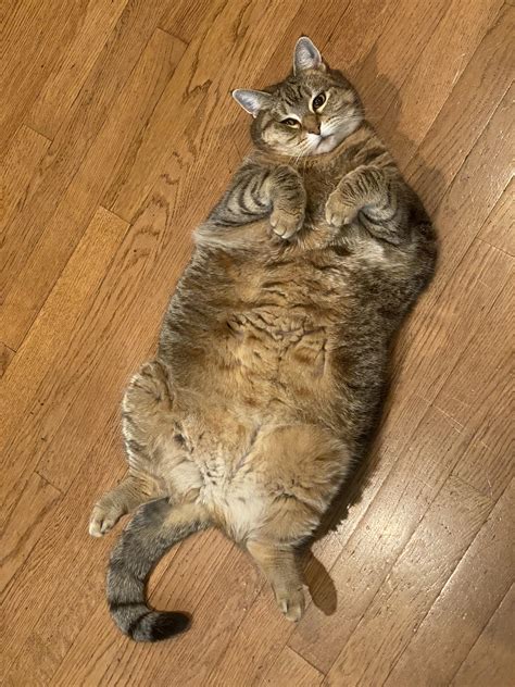 phatwetkat4214|New PHAT CAT's Porn Videos 2024 .